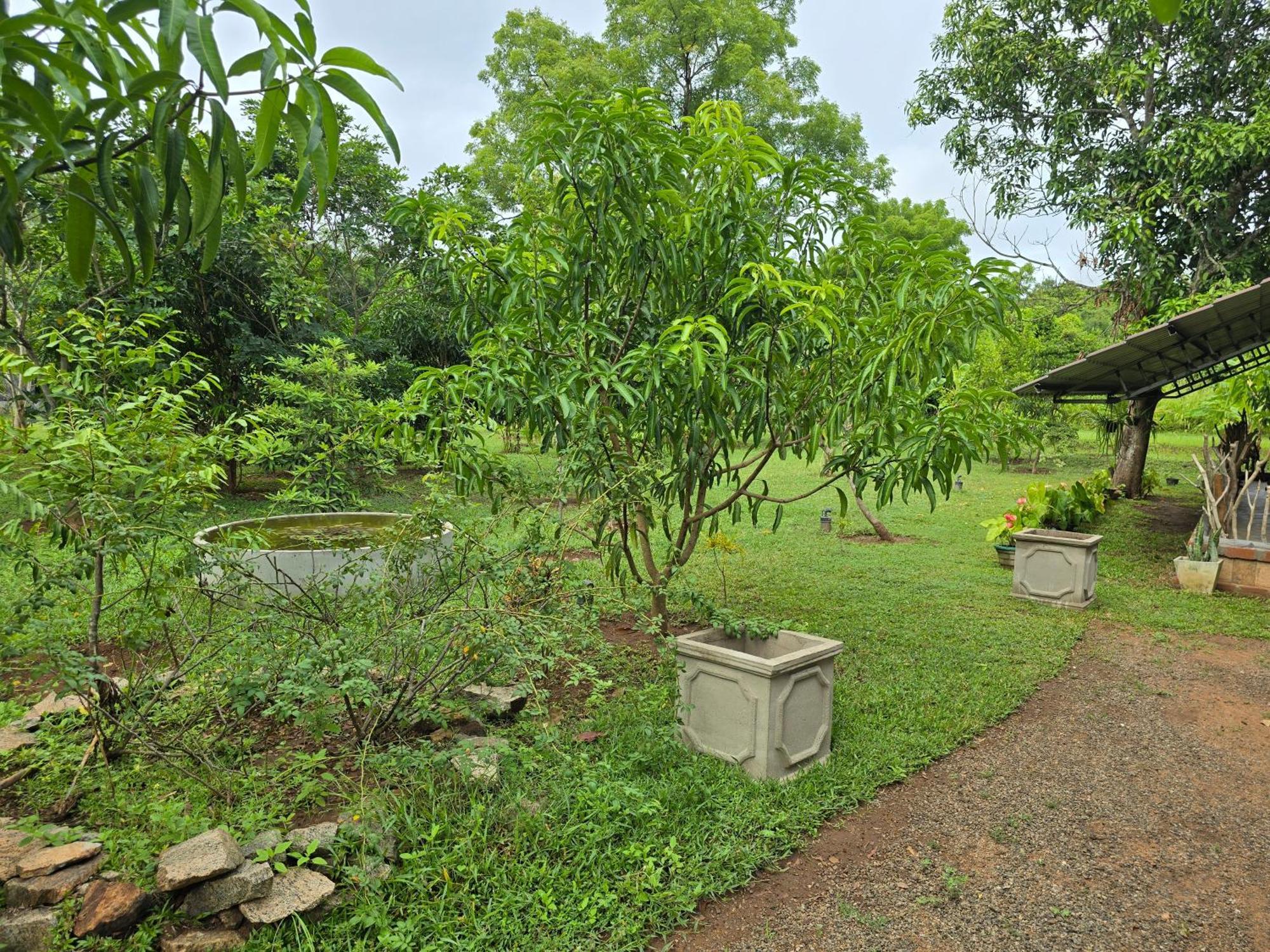 Ceylon Resort Wilpattu Kültér fotó